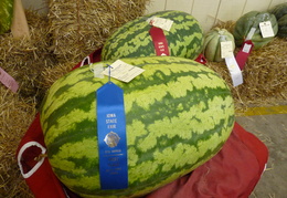 2010 Iowa State Fair - display this album 2010 Iowa State Fair